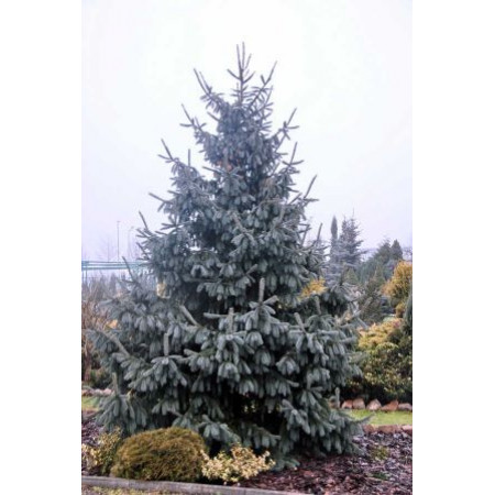 Ель Энгельмана Глаука (Picea engelmanii Glauca) (C7.5) Ель Энгельмана Глаука (Picea engelmanii Glauca) (C7.5)