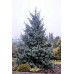 Ель Энгельмана Глаука (Picea engelmanii Glauca) (C7.5) Ель Энгельмана Глаука (Picea engelmanii Glauca) (C7.5)