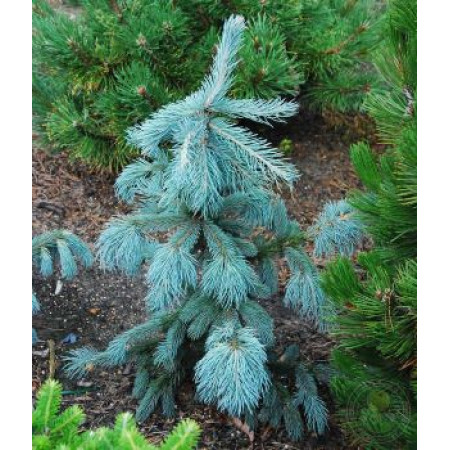 Ель Энгельмана Глаука (Picea engelmanii Glauca) (C7.5) Ель Энгельмана Глаука (Picea engelmanii Glauca) (C7.5)