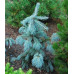 Ель Энгельмана Глаука (Picea engelmanii Glauca) (C7.5) Ель Энгельмана Глаука (Picea engelmanii Glauca) (C7.5)