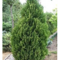 Туя западная (Thuja jccidentalis) Aureospicata (100-120 C35)