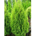 Туя западная (Thuja jccidentalis) Aureospicata (100-120 C35) Туя западная (Thuja jccidentalis) Aureospicata (100-120 C35)