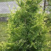 Туя западная (Thuja jccidentalis) Aureospicata (100-120 C35) Туя западная (Thuja jccidentalis) Aureospicata (100-120 C35)