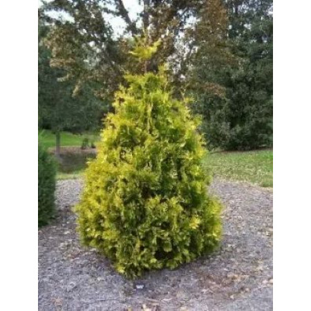 Туя западная (Thuja jccidentalis) Aureospicata (100-120 C35) Туя западная (Thuja jccidentalis) Aureospicata (100-120 C35)