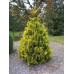 Туя западная (Thuja jccidentalis) Aureospicata (100-120 C35) Туя западная (Thuja jccidentalis) Aureospicata (100-120 C35)