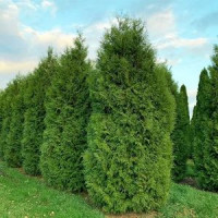 Туя западная (Thuja jccidentalis) Brabant (С3)