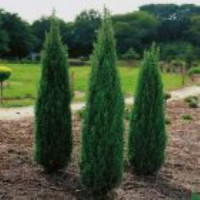 Можевельник обыкновенный (Juniperus communis) Hibernica (100-120 Ком)