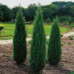 Можевельник обыкновенный (Juniperus communis) Hibernica (100-120 Ком) Можевельник обыкновенный (Juniperus communis) Hibernica (100-120 Ком)